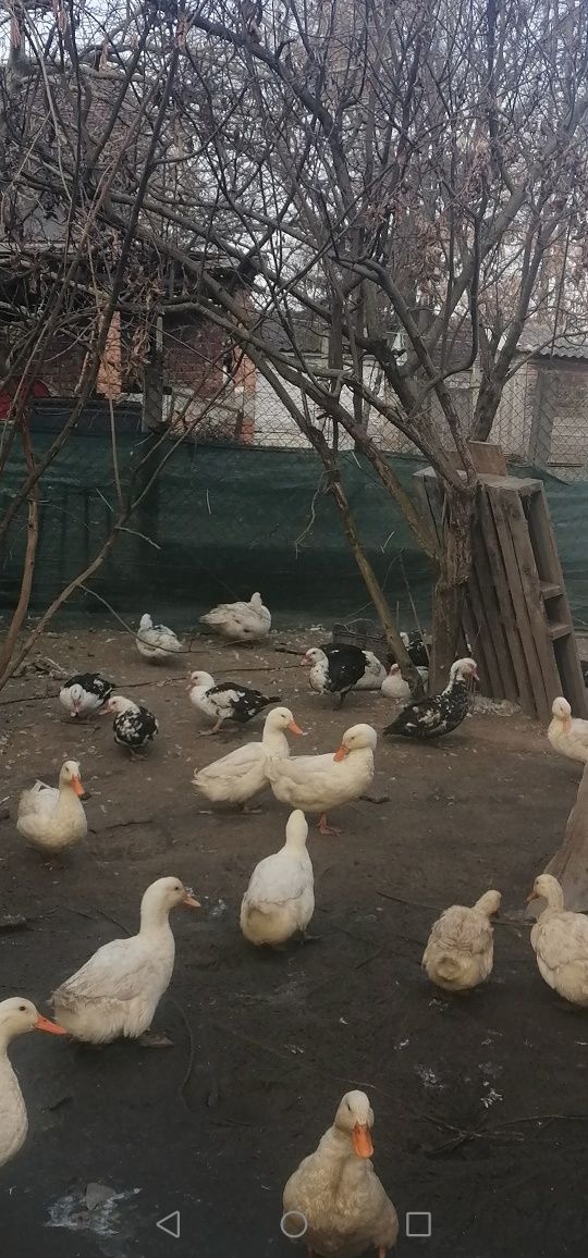 Rațe Pekin din 2024