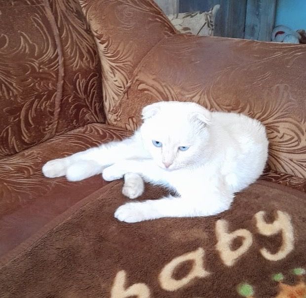 Отдам кота в добрые руки