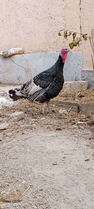 Induk sotiladi juda katta