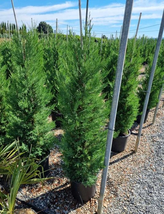 Cupressocyparis leylandii oferta de sezon