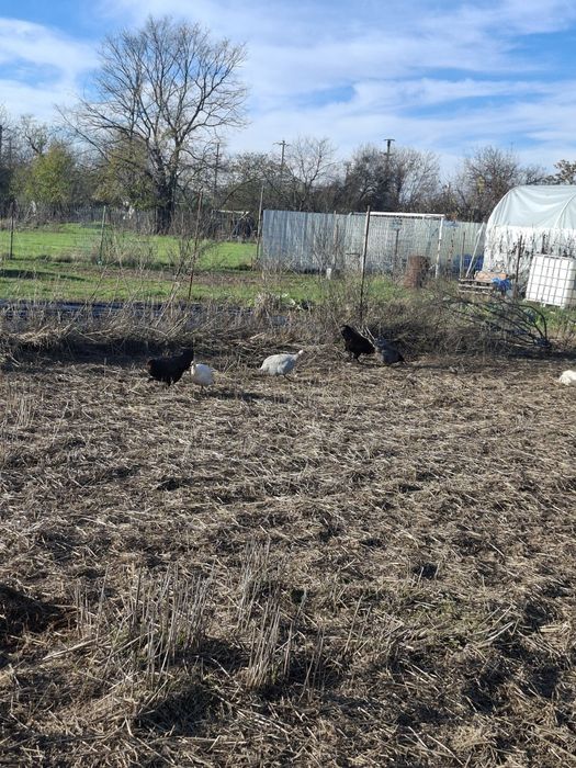 Vand sau schimb bibilici