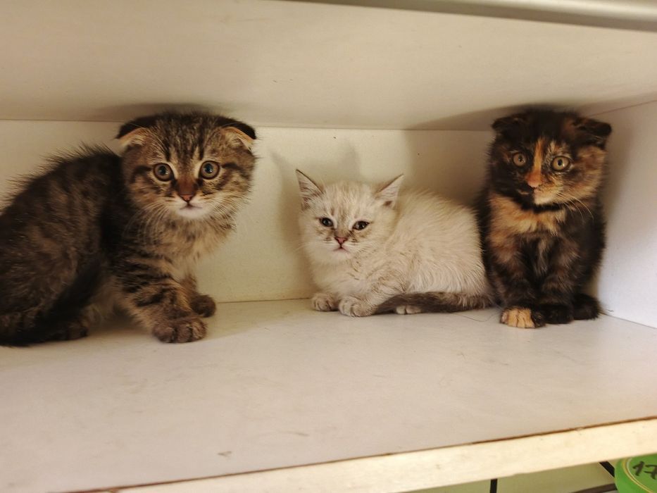 Skottish fold 3 oylik qiz bola sogʻlom