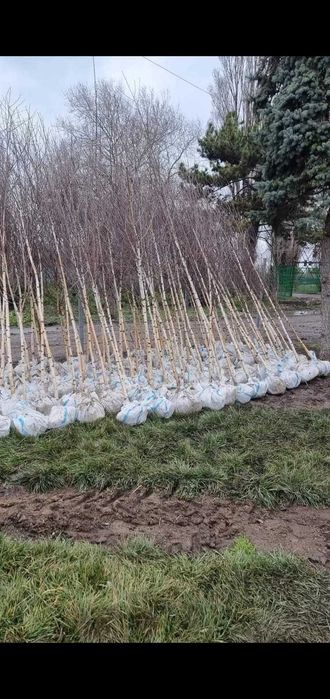 Vânzare Tei, Platan, Mesteacăn | Arbori Foioși Sănătoși