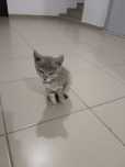 Котёнок мальчик отдам в добрые руки бесплатно