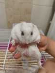 donez hamsteri pitici siberian