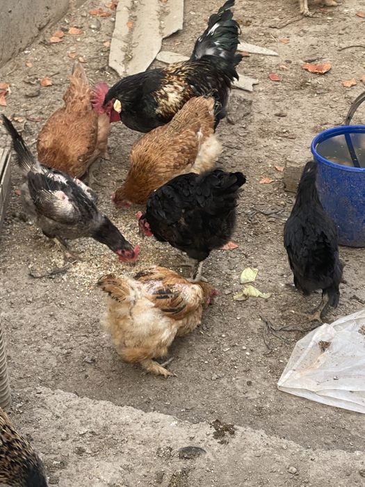 Tovuq xo’rozlar sotiladi xammasi damawniy srocni sotaman sog’lom t