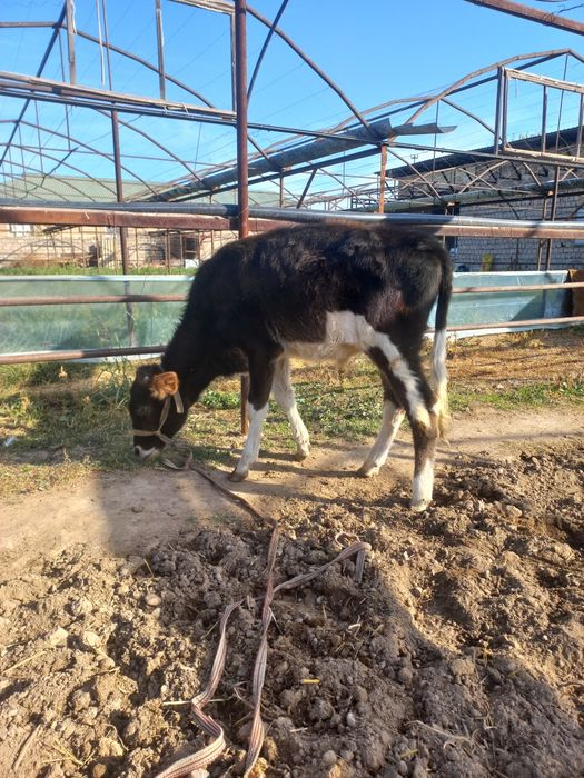 Бузокча сотилади