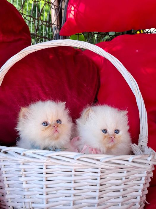Персийски (хималайски)котенца!