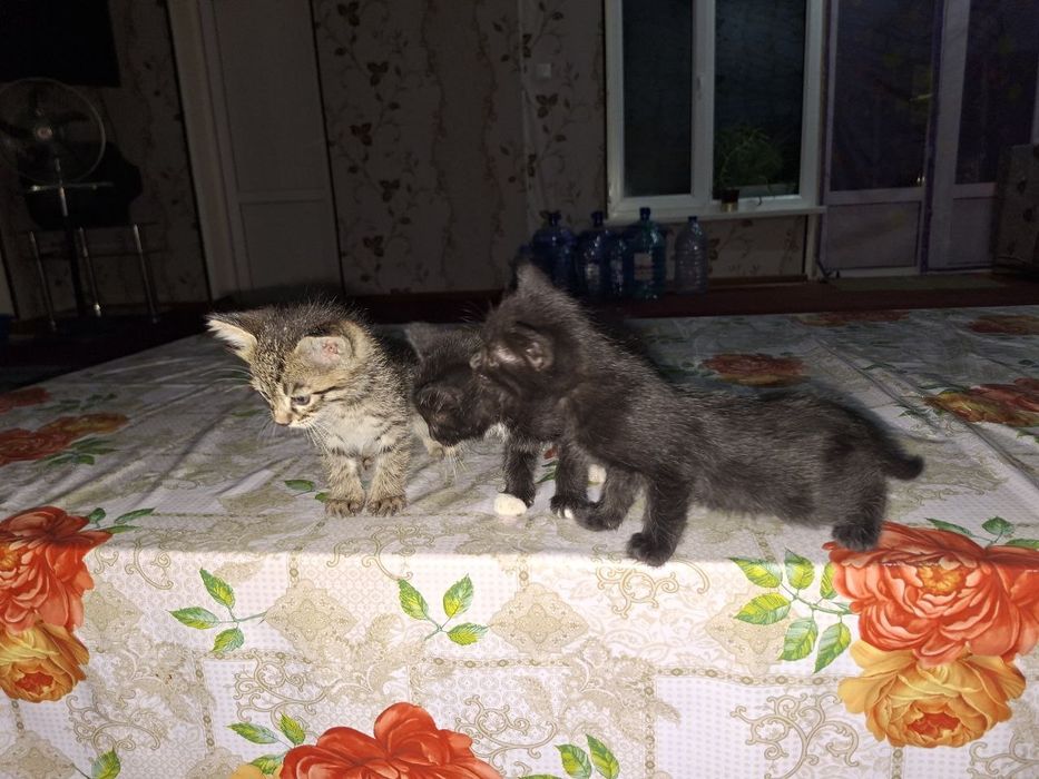 Отдам даром котят