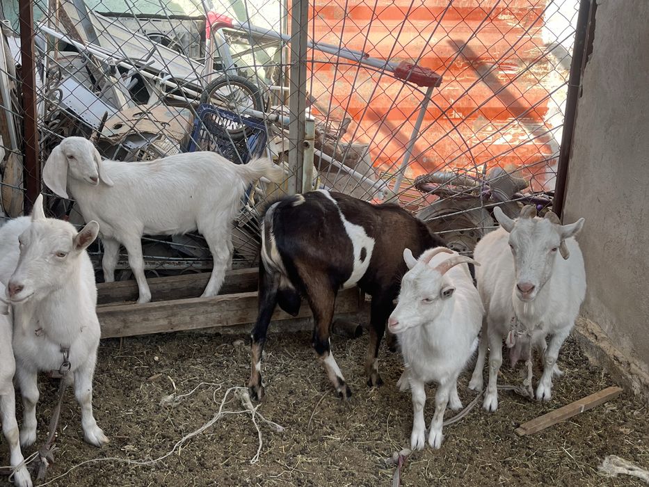 Сауын ешкі 3 литр суті бар