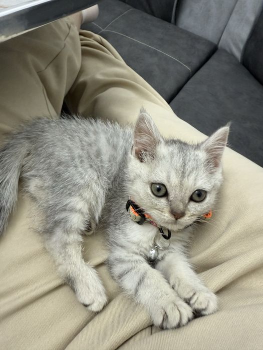 серебристый шиншеллa