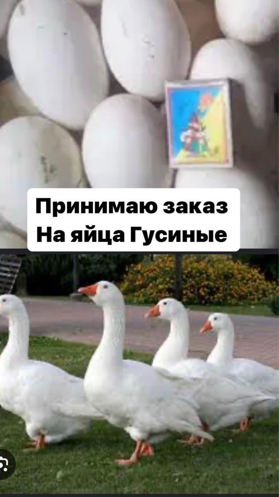 Яйцо гусиное