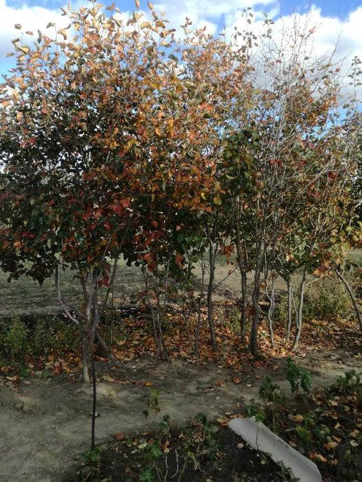 продам саженцы рябины