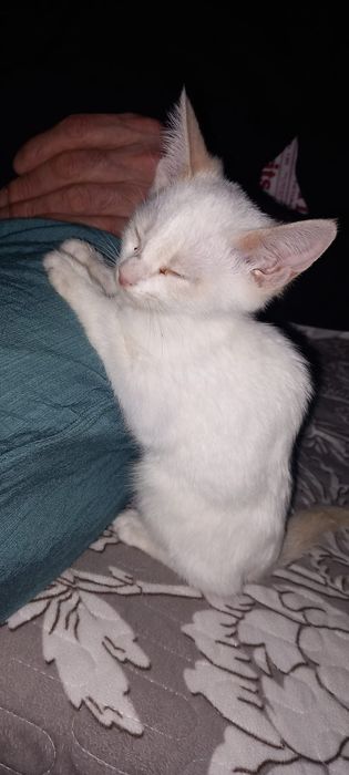 Белый котенок (мальчик)