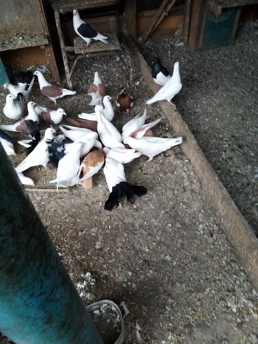 Porumbei de vanzare Botosani