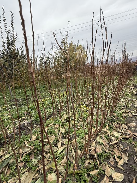 Овощни дръвчета