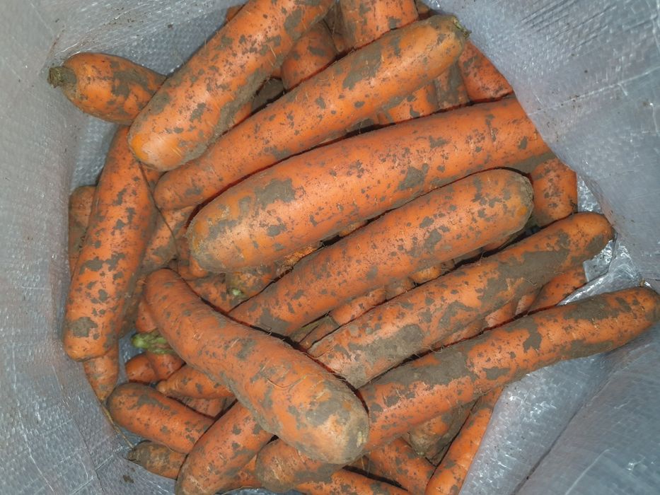 Vand morcovi spalati si nespalati