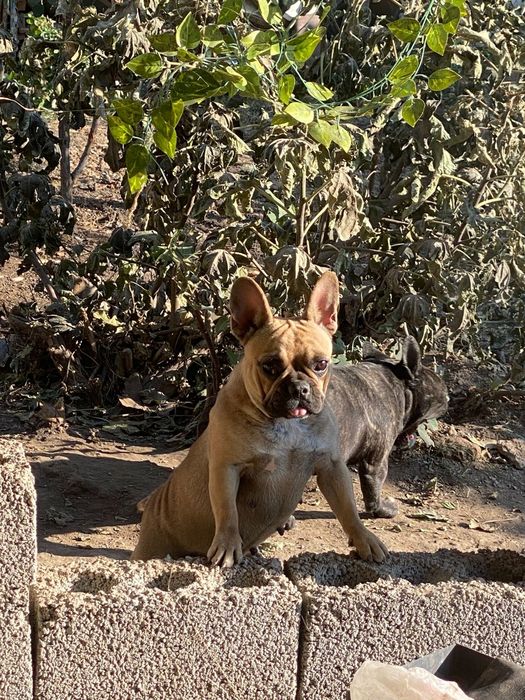 Французский Бульдог.