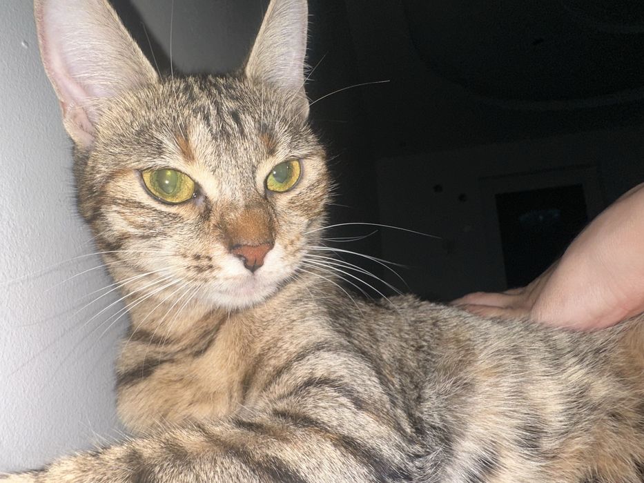 Подарява се женска тигрова котка Zeus – домашна и много мила