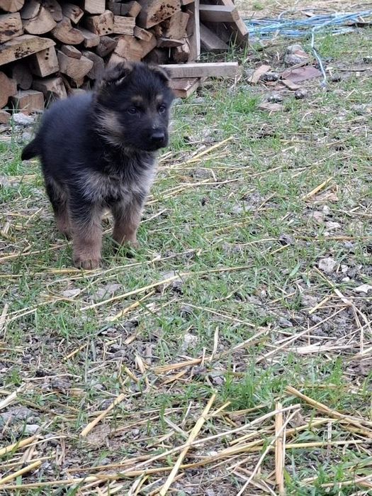 Продавам немска овчарка