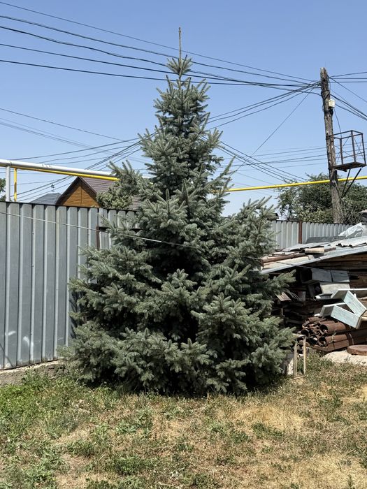 Продам естественные новогодные елки