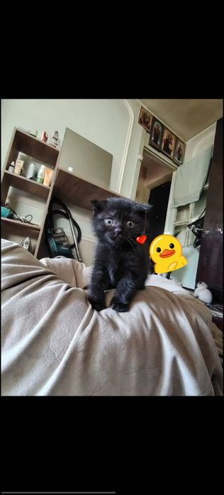 Продаются котята