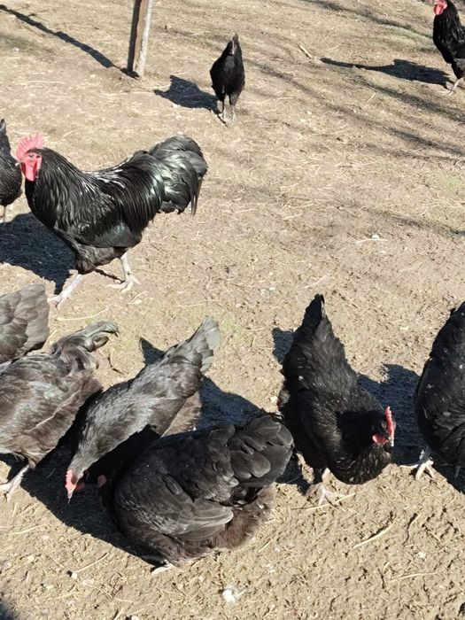 Cocoși Australorp