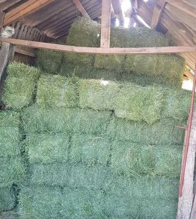 baloti de lucerna + transport