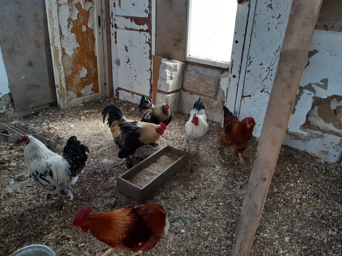 Продам петухов крупных