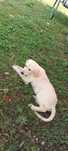 Pui Golden retriever