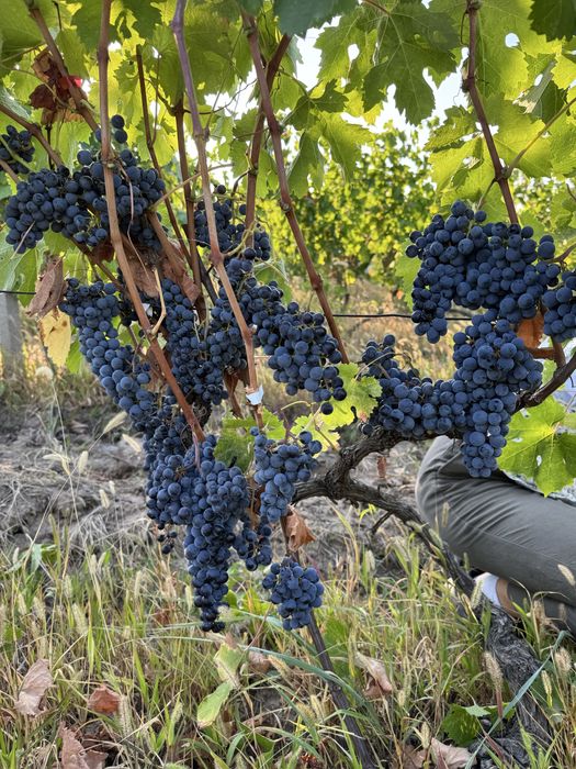 Struguri Merlot de vinzare!
