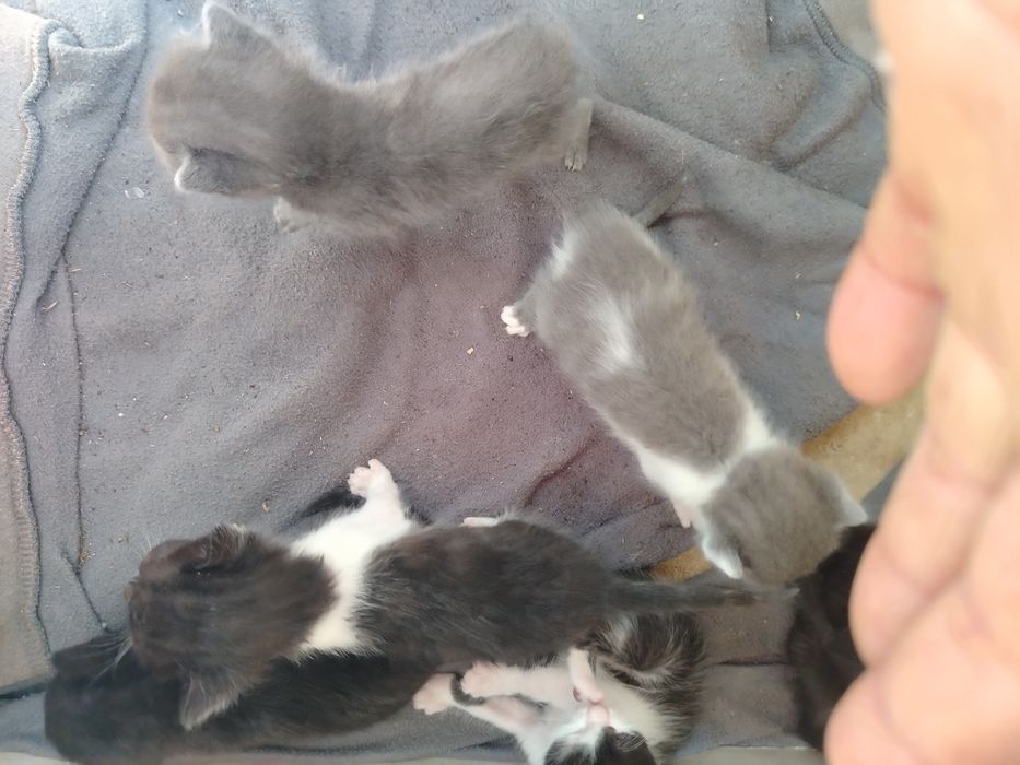 Adopți pisoiasi deparazitați