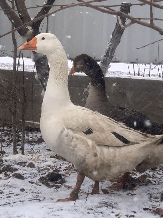 Продам домашних гусей