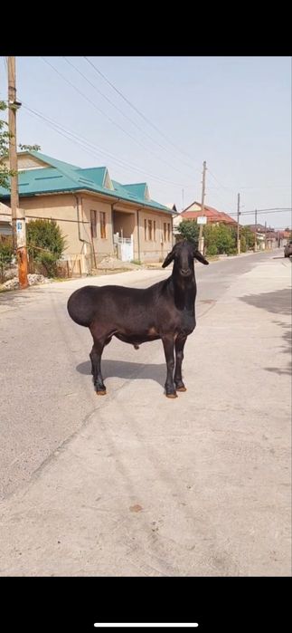 Qoylar qochqorlar