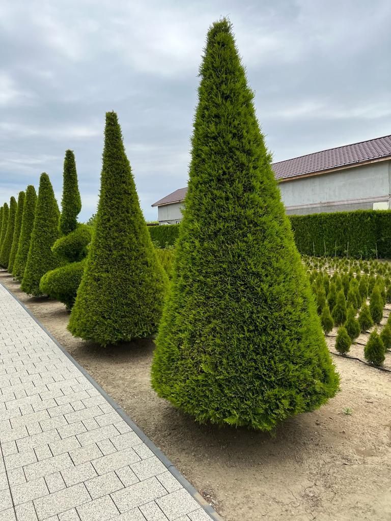 Plante ornamentale, preț de producător.