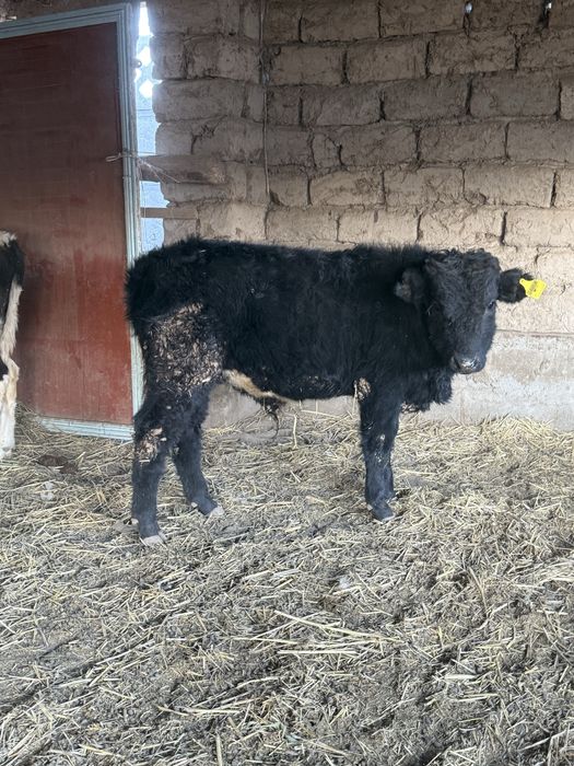 Бычок бұқа подсос бучок сатылады