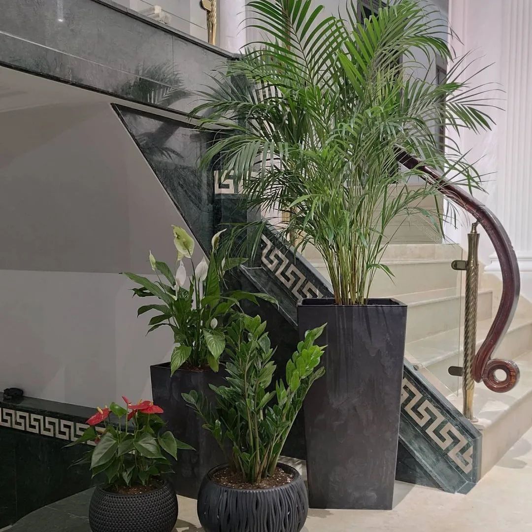 Комнатные растений для дома и офиса