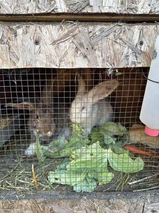 Iepuri de casa , sanatosi .