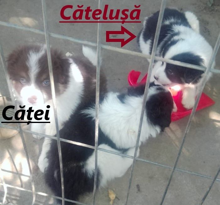 Donez căței talie medie