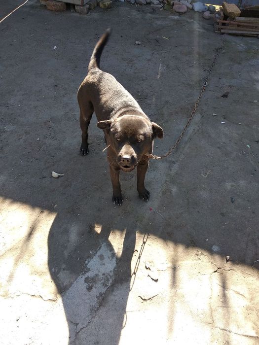 Щенки (чау чау питбуль) совершенно бесплатно