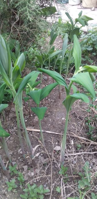 Лесной ландыш и обычный