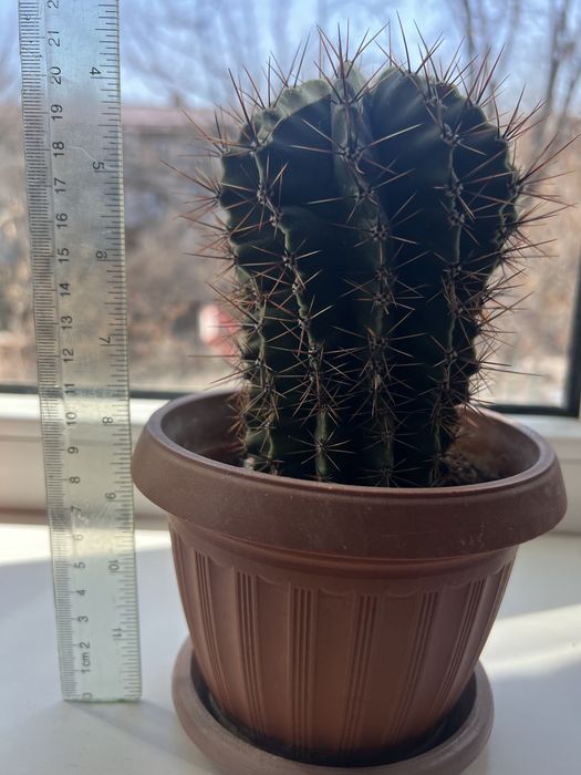 Кактусы кактусы