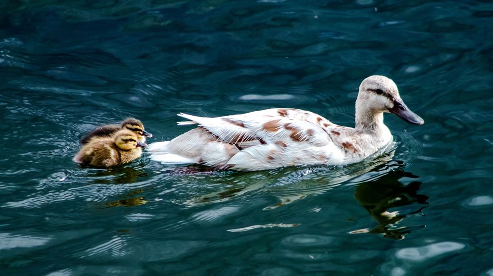 Canon 55-200mm f/4.5-5.6 USM II EF обектив Канон