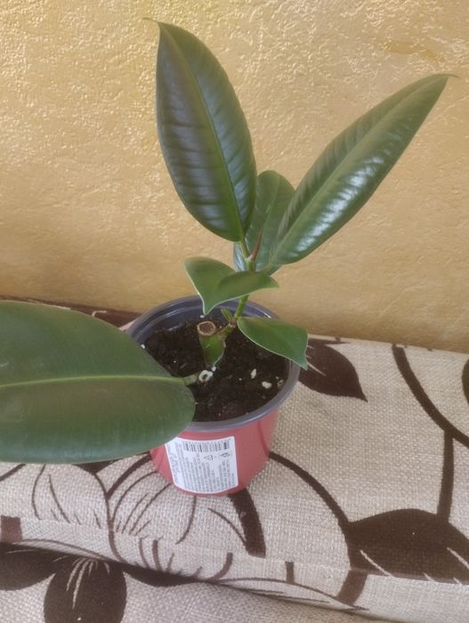 Комнатные растения:фикус каучуконосный, пиперомия