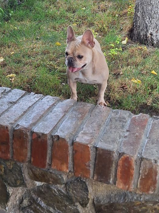 Bulldog francez femela