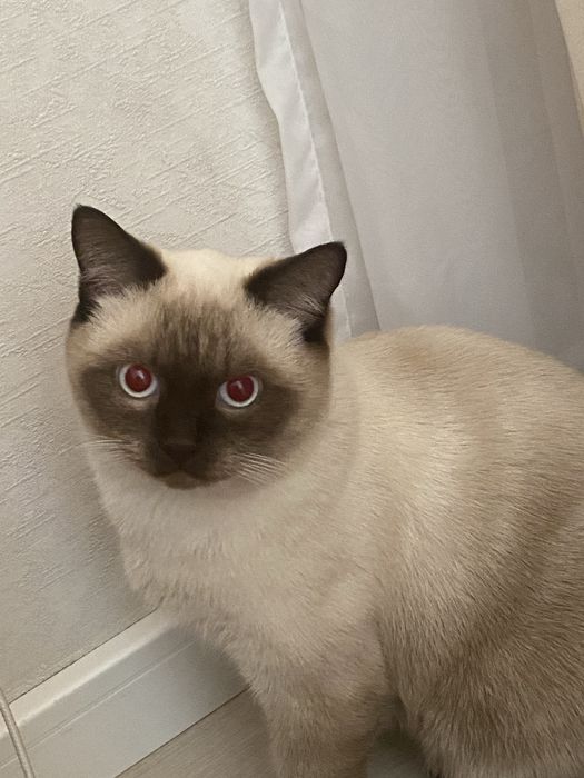 Сиамская кот мальчик