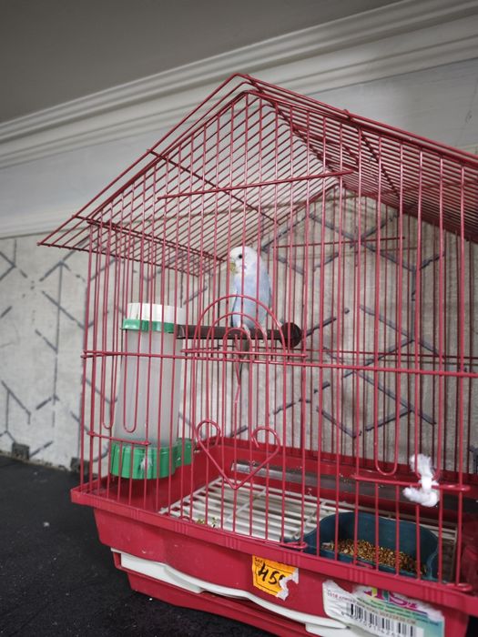 Продам волнистого попугая