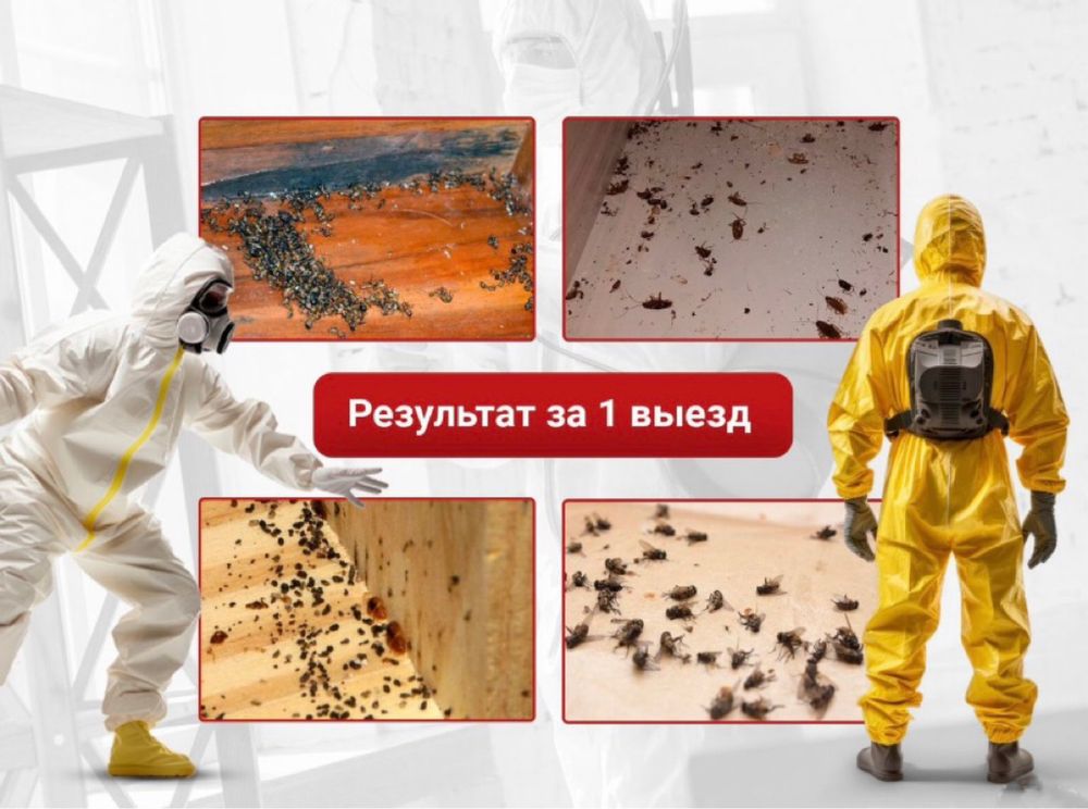 Дезинфекция уничтожение от тараканов клопов блох крыс мышей Обработка