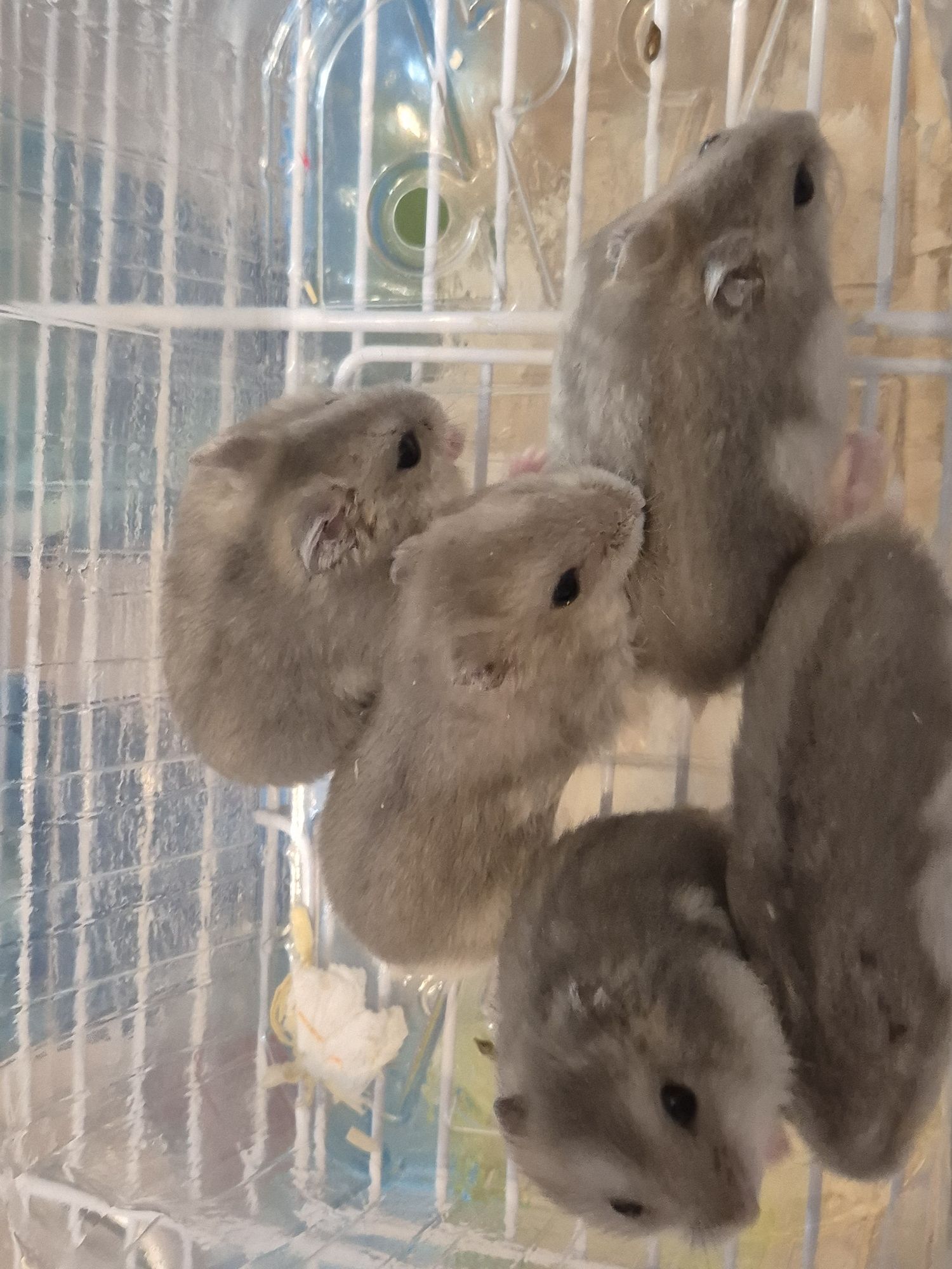 Donez 5  pui de de hamster pitic