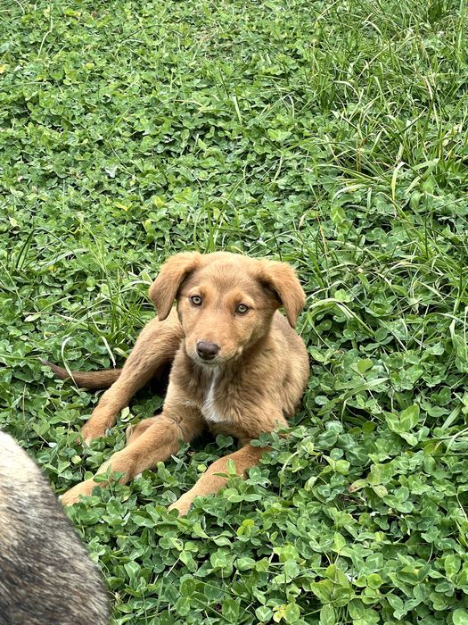 щенята 3,5-4 месяца ищут дом